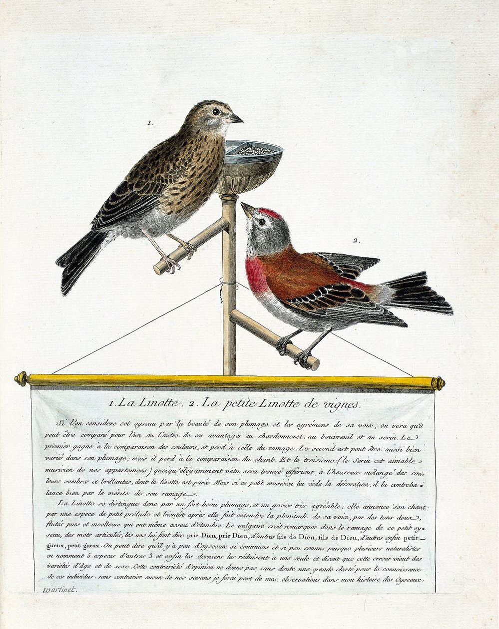 Zoologische Tafel (Ornithologie): von oben nach unten: Die Hänfling (melodische Hänfling) und die kleine Hänfling der Weinberge (Carduelis cannabina) auf einer Stange. Illustration in „Die Geschichte der Vögel, gemalt in ihrem Erscheinungsbild und empfind von Francois Nicolas Martinet