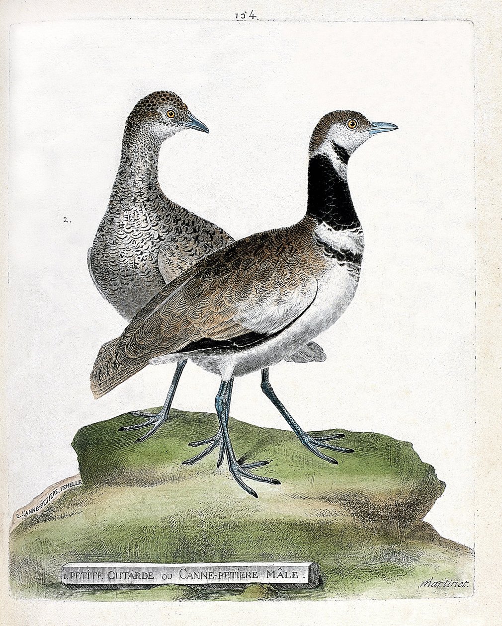 Zoologische Tafel (Ornithologie): Kleine Trappe (Tetrax tetrax) vorne und Weibchen hinten. Illustration in „Die Geschichte der Vögel“ von Francois Nicolas Martinet (1731-1800). von Francois Nicolas Martinet