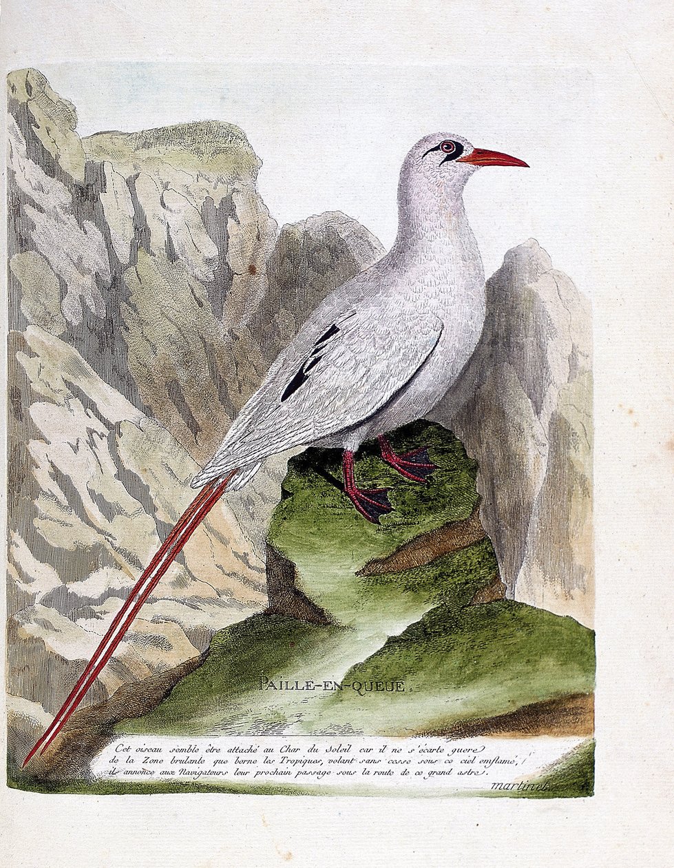 Zoologische Tafel (Ornithologie): Strohschwanz (Phaethon rubricauda). Illustration in „Die Geschichte der Vögel“ von Francois Nicolas Martinet (1731-1800). Private Sammlung. von Francois Nicolas Martinet