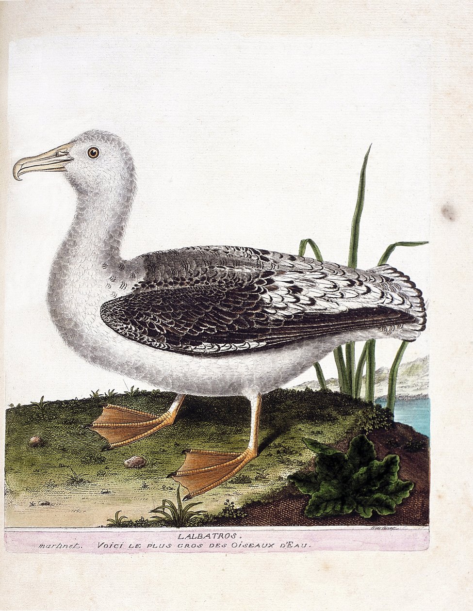 Zoologische Tafel (Ornithologie): Albatros (Heuler-Albatros oder Diomedea exulans). Illustration in „Die Geschichte der Vögel, gemalt in ihren erscheinenden und empfindlichen Aspekten“ von Francois Nicolas Martinet (1731-1800). von Francois Nicolas Martinet