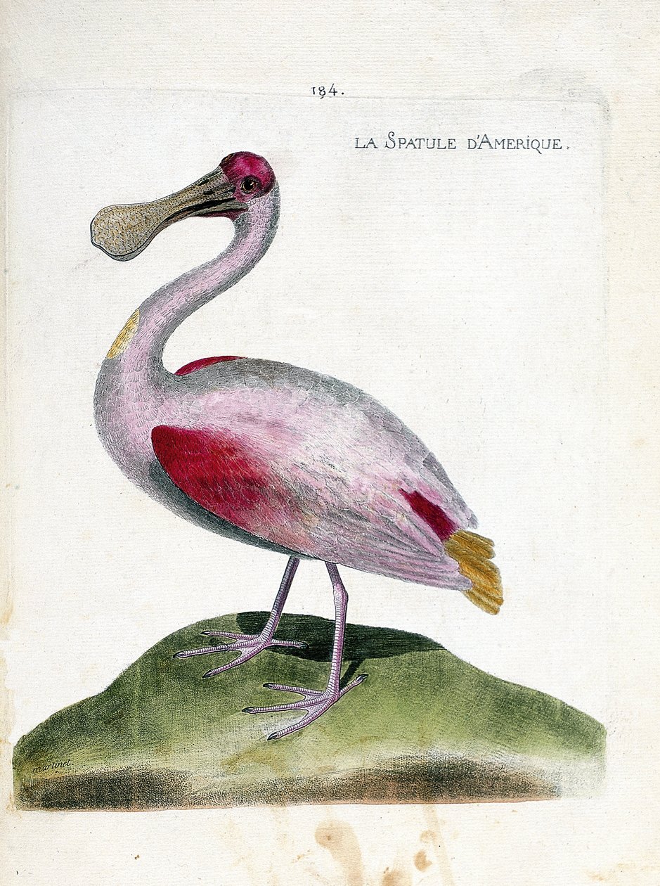 Zoologische Tafel (Ornithologie): Der Rosalöffler (Platalea ajaja). Illustration in „Die Geschichte der Vögel, gemalt in ihren erscheinenden und empfindlichen Aspekten“ von Francois Nicolas Martinet (1731-1800). Private Sammlung. von Francois Nicolas Martinet