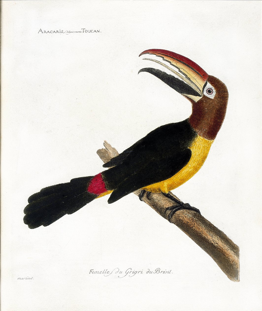 Zoologische Tafel (Ornithologie): Aracaris, vulgär Tukan (Grüner Aracari oder Pteroglossus viridis) von Francois Nicolas Martinet