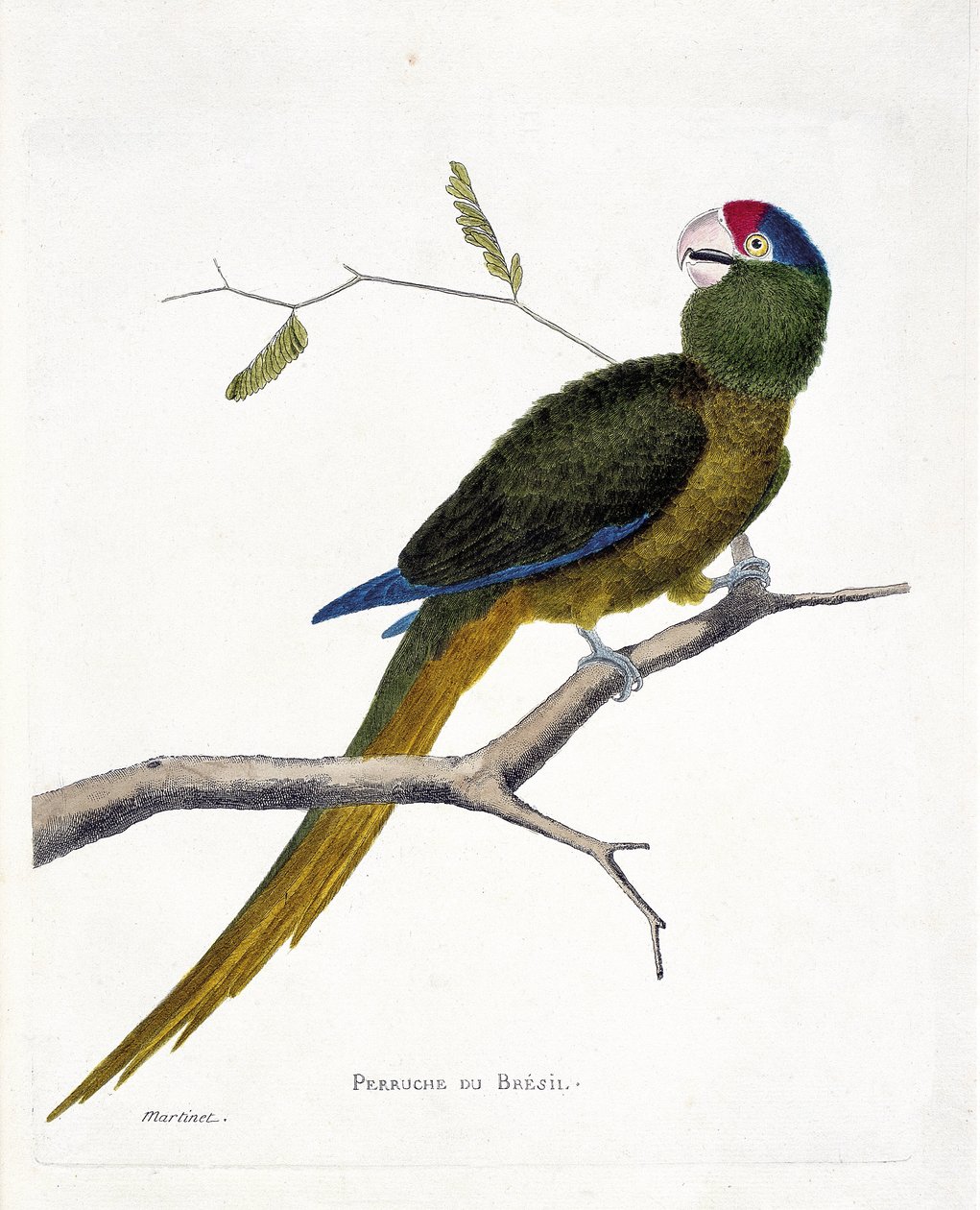 Zoologische Tafel (Ornithologie): Brasilianischer Sittich (Rotstirn-Sittich oder Aratinga canicularis) auf einem Ast. Illustration in „Die Geschichte der Vögel, gemalt in ihren erscheinenden und empfindlichen Aspekten“ von Francois Nicolas Martinet (1731-1 von Francois Nicolas Martinet