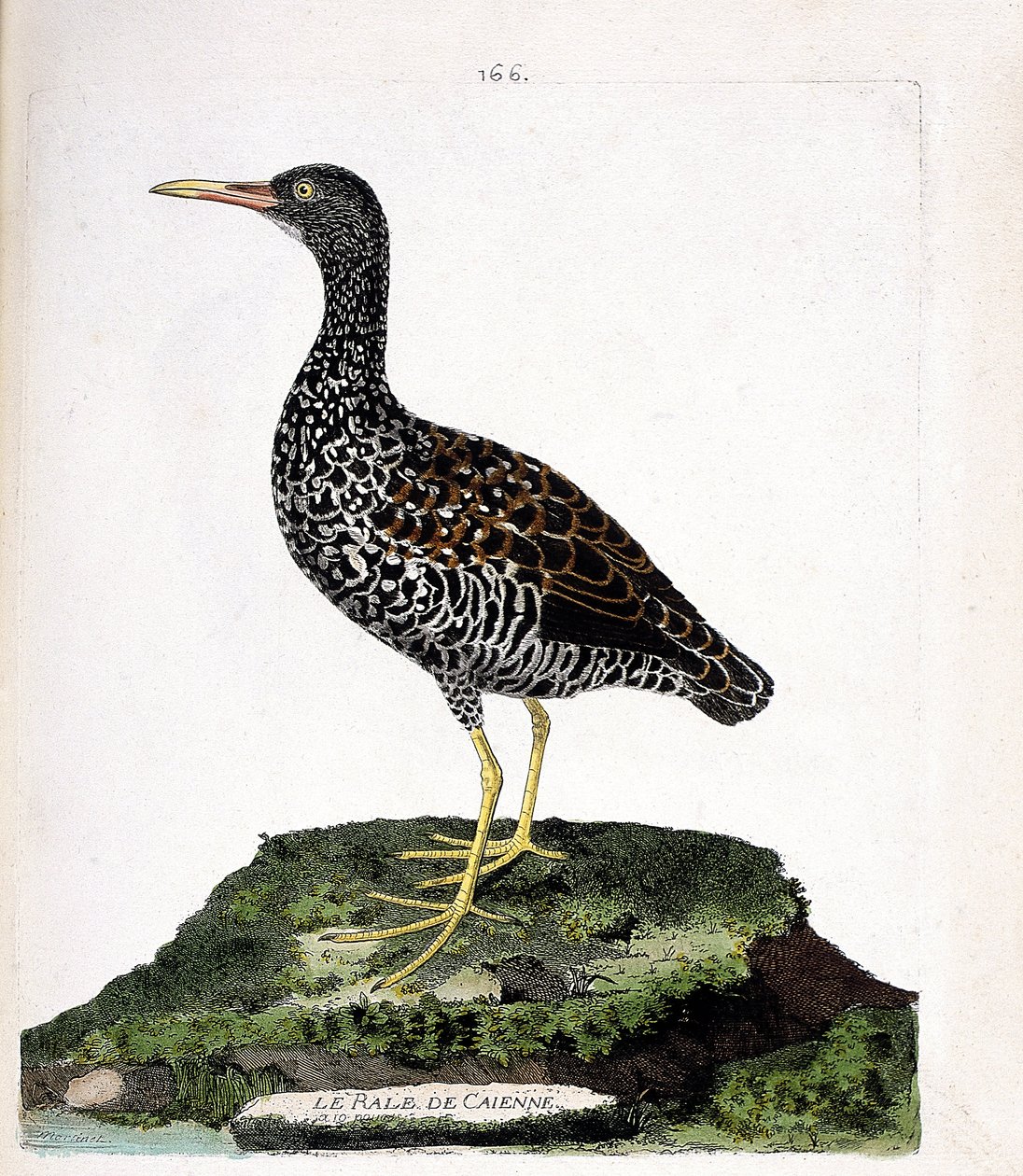 Zoologische Tafel (Ornithologie): Cayenne-Ralle (Fleckenralle oder Pardirallus maculatus). Illustration in „Die Geschichte der Vögel, gemalt in ihren erscheinenden und empfindlichen Aspekten“ von Francois Nicolas Martinet (1731-1800). von Francois Nicolas Martinet