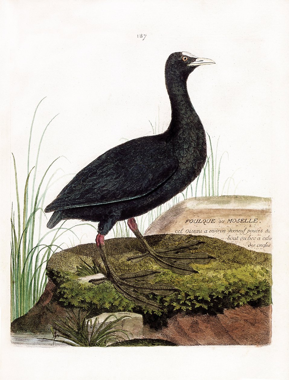 Zoologische Tafel (Ornithologie): Blässhuhn (Fulica atra). Illustration in „Die Geschichte der Vögel, gemalt in ihren erscheinenden und empfindlichen Aspekten“ von Francois Nicolas Martinet (1731-1800). Private Sammlung von Francois Nicolas Martinet