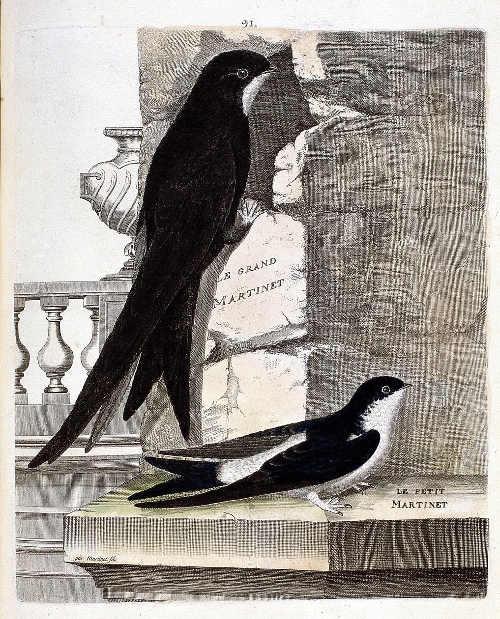 Zoologische Tafel (Ornithologie): Großer Mauersegler (Schwarzer Mauersegler oder Apus apus) und Kleiner Mauersegler (Fensterschwalbe oder Delichon urbicum). Illustration in „Die Geschichte der Vögel, gemalt in ihren erscheinenden und empfindlichen Aspekten von Francois Nicolas Martinet
