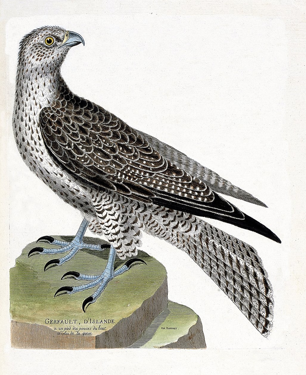 Zoologische Tafel (Ornithologie): Isländischer Gerfalke (Falco rusticolus). Illustration in „Die Geschichte der Vögel“ von Francois Nicolas Martinet (1731-1800). Private Sammlung. von Francois Nicolas Martinet