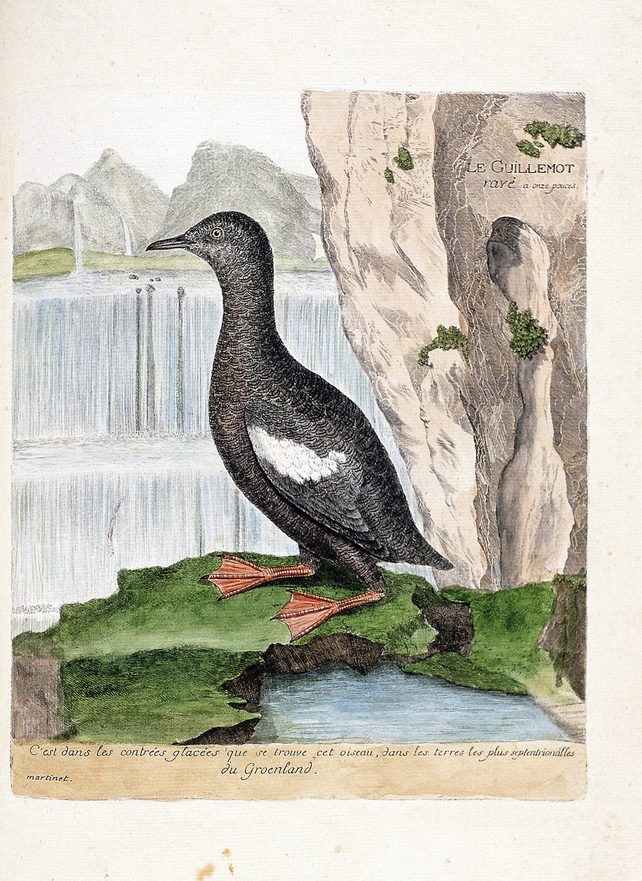 Zoologische Tafel (Ornithologie): Die Gryllteiste (Cepphus grylle). Illustration in „Die Geschichte der Vögel, gemalt in ihren erscheinenden und empfindlichen Aspekten“ von Francois Nicolas Martinet (1731-1800). Private Sammlung. von Francois Nicolas Martinet