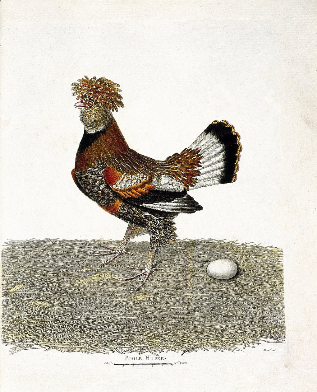 Zoologische Tafel (Ornithologie): Das Huhn (Haushuhn oder Gallus gallus) und sein Ei. Illustration in „Die Geschichte der Vögel, gemalt in ihren erscheinenden und empfindlichen Aspekten“ von Francois Nicolas Martinet (1731-1800). von Francois Nicolas Martinet