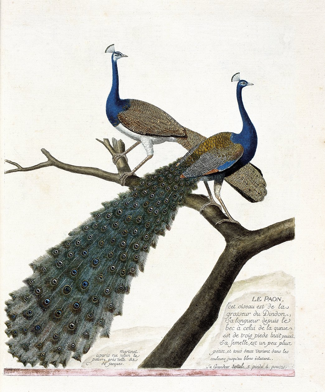 Zoologische Tafel (Ornithologie): Der Pfau (Blauer Pfau oder Pavo cristatus). Illustration in „Die Geschichte der Vögel, gemalt in ihren erscheinenden und empfindlichen Aspekten“ von Francois Nicolas Martinet (1731-1800). Private Sammlung von Francois Nicolas Martinet