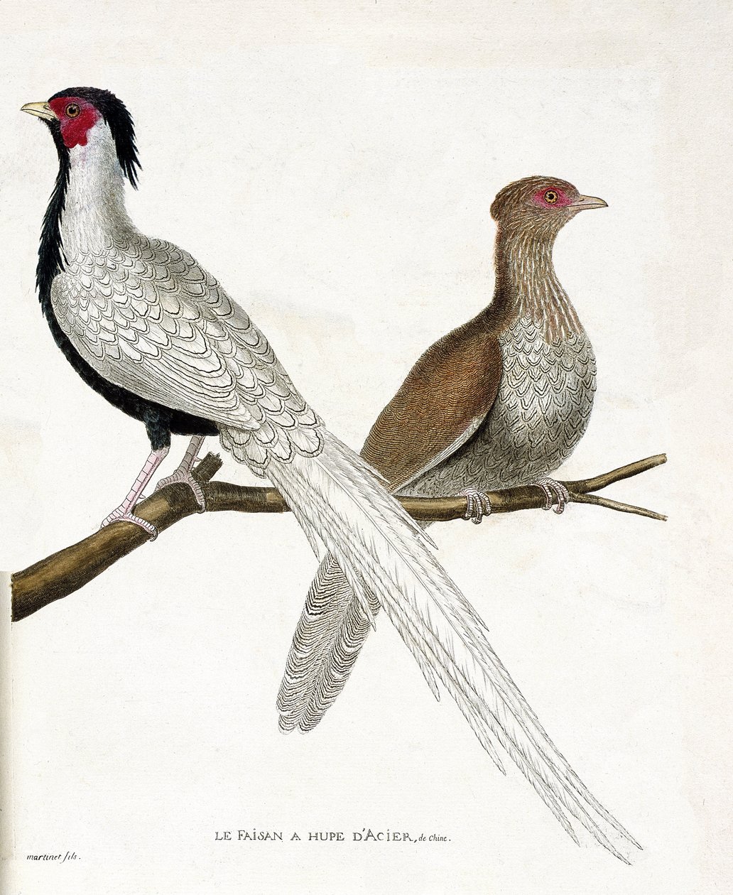 Zoologische Tafel (Ornithologie): Der Fasan hat eine chinesische Stahlhaube und sein Weibchen (Silberfasan oder Lophura nycthemera) auf einem Ast. Illustration in „Die Geschichte der Vögel, gemalt in ihren erscheinenden und empfindlichen Aspekten“ von Fran von Francois Nicolas Martinet