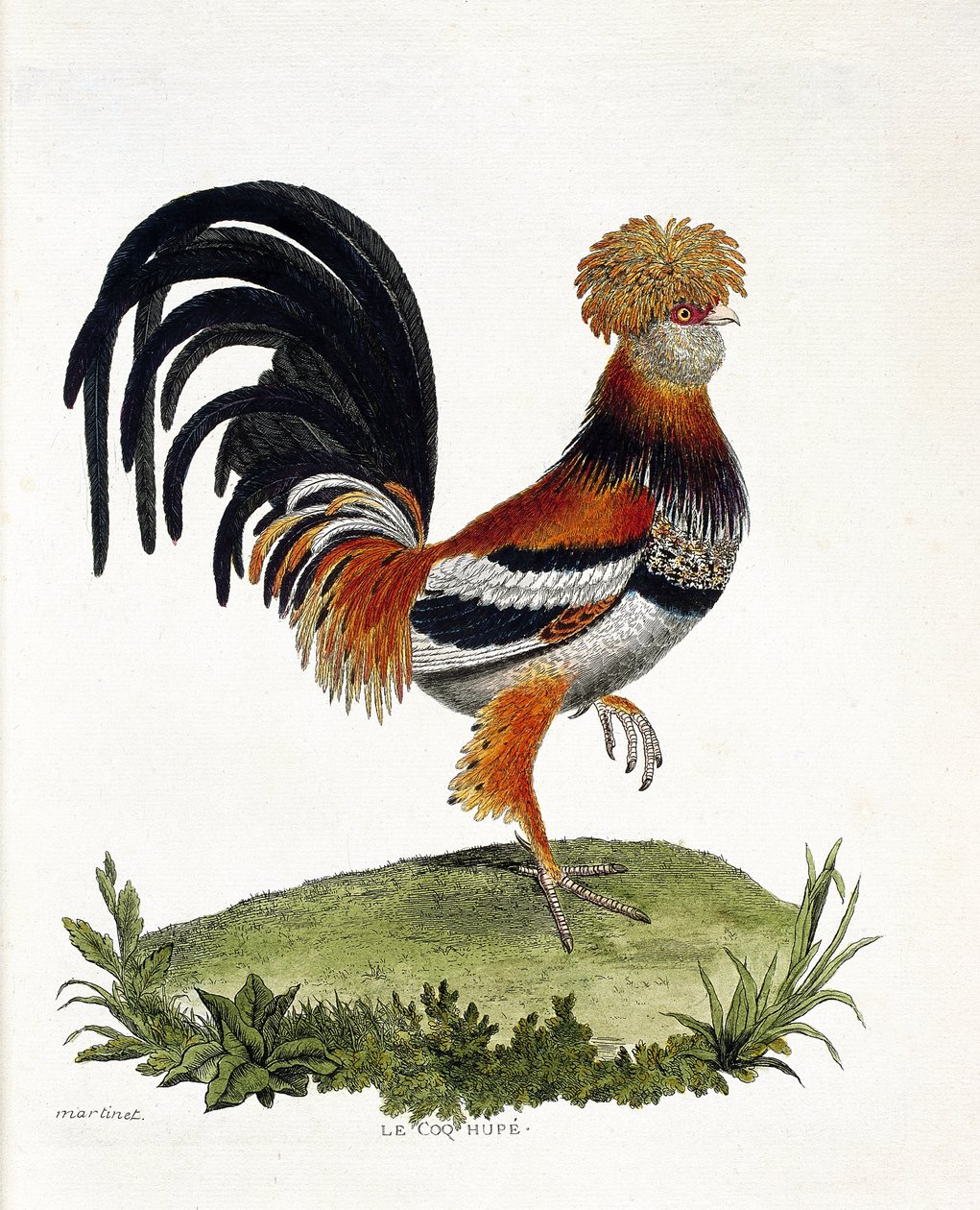 Zoologische Tafel (Ornithologie): Der Hahn (Haushahn oder Gallus gallus). Illustration in „Die Geschichte der Vögel, gemalt in ihren erscheinenden und empfindlichen Aspekten“ von François Nicolas Martinet (1731-1800). Private Sammlung. von Francois Nicolas Martinet