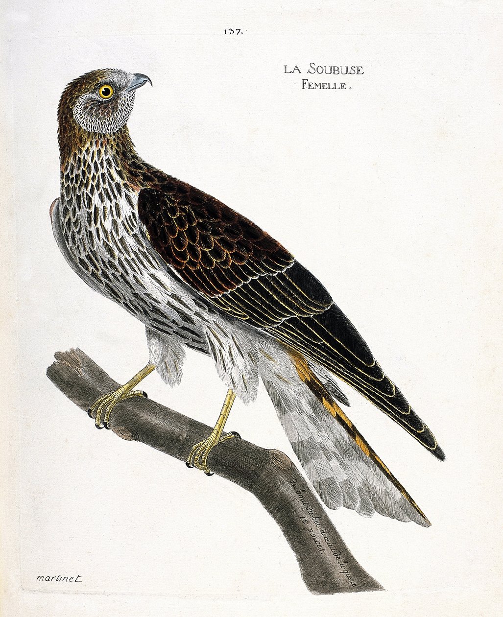 Zoologische Tafel (Ornithologie): Weibliche Soubuse (Circus cyaneus) auf einem Ast. Illustration in „Die Geschichte der Vögel“ von Francois Nicolas Martinet (1731-1800). Private Sammlung. von Francois Nicolas Martinet