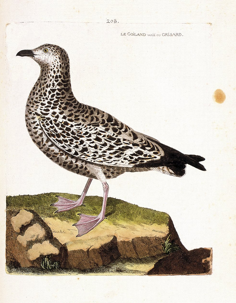 Zoologische Tafel (Ornithologie): Möwe (Larus sp). Illustration in „Die Geschichte der Vögel, gemalt in ihren erscheinenden und empfindlichen Aspekten“ von Francois Nicolas Martinet (1731-1800). Private Sammlung von Francois Nicolas Martinet