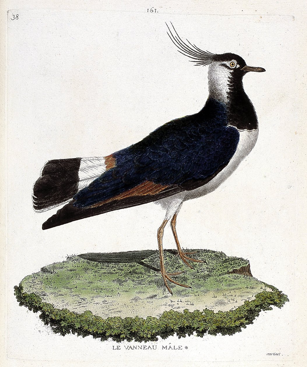 Zoologische Tafel (Ornithologie): Männlicher Kiebitz (Kiebitz oder Vanellus vanellus). Illustration in „Die Geschichte der Vögel, gemalt in ihren erscheinenden und empfindlichen Aspekten“ von Francois Nicolas Martinet (1731-1800). von Francois Nicolas Martinet