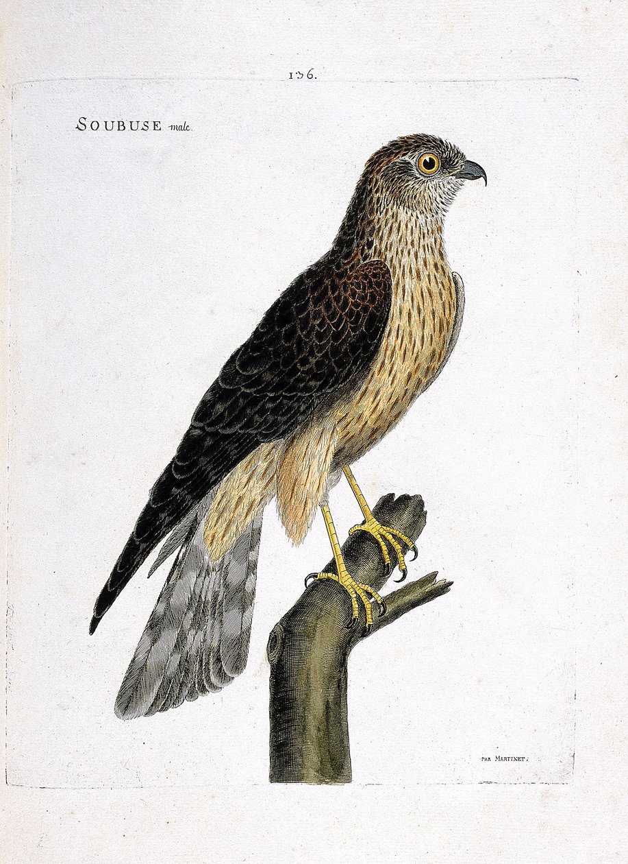 Zoologische Tafel (Ornithologie): Männlicher Kornweihe (Circus cyaneus) auf einem Ast. Illustration in „Die Geschichte der Vögel, gemalt in ihren erscheinenden und empfindlichen Aspekten“ von Francois Nicolas Martinet (1731-1800). Private Sammlung. von Francois Nicolas Martinet
