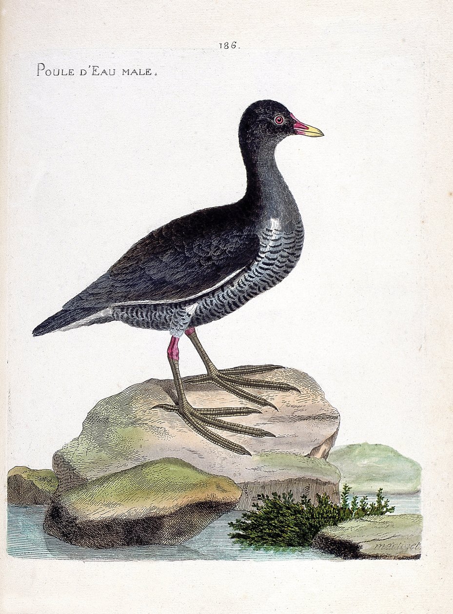 Zoologische Tafel (Ornithologie): Das Teichhuhn (Gallinula chloropus). Illustration in „Die Geschichte der Vögel, gemalt in ihren erscheinenden und empfindlichen Aspekten“ von Francois Nicolas Martinet (1731-1800). Private Sammlung. von Francois Nicolas Martinet