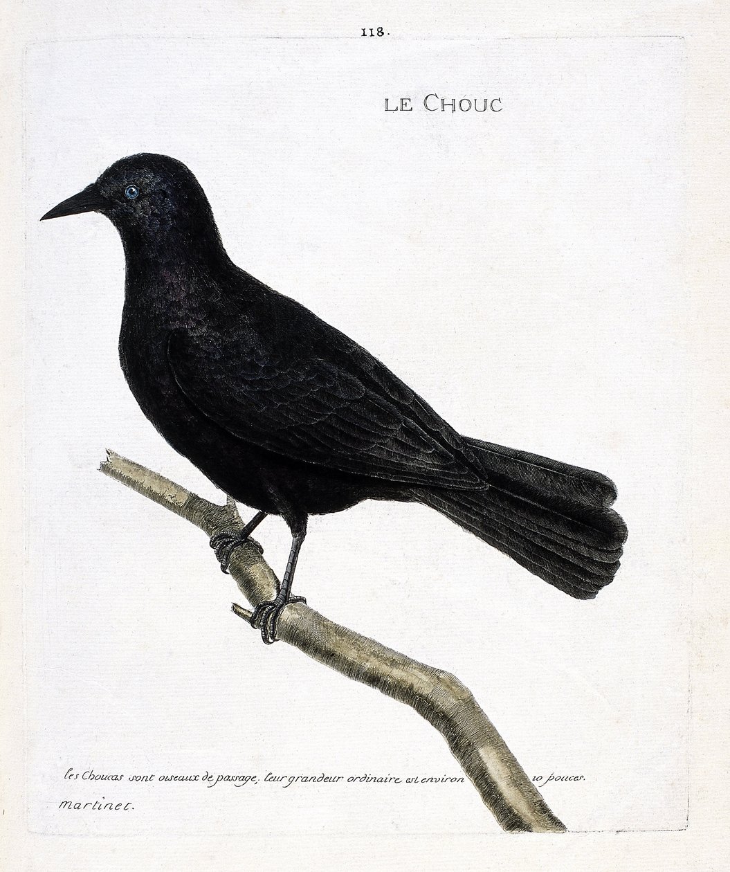 Zoologische Tafel (Ornithologie): Die Dohle (Dohle der Türme oder Corvus monedula) auf einem Ast. Illustration in „Die Geschichte der Vögel, gemalt in ihren erscheinenden und empfindlichen Aspekten“ von Francois Nicolas Martinet (1731-1800). von Francois Nicolas Martinet