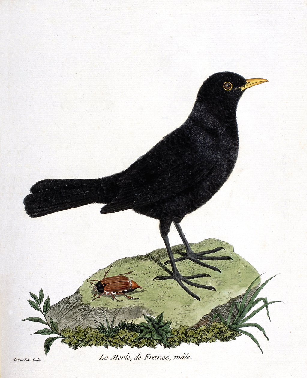 Zoologische Tafel (Ornithologie): Der männliche Amsel (Turdus merula). Illustration in „Die Geschichte der Vögel, gemalt in ihren erscheinenden und empfindlichen Aspekten“ von Francois Nicolas Martinet (1731-1800). Private Sammlung. von Francois Nicolas Martinet