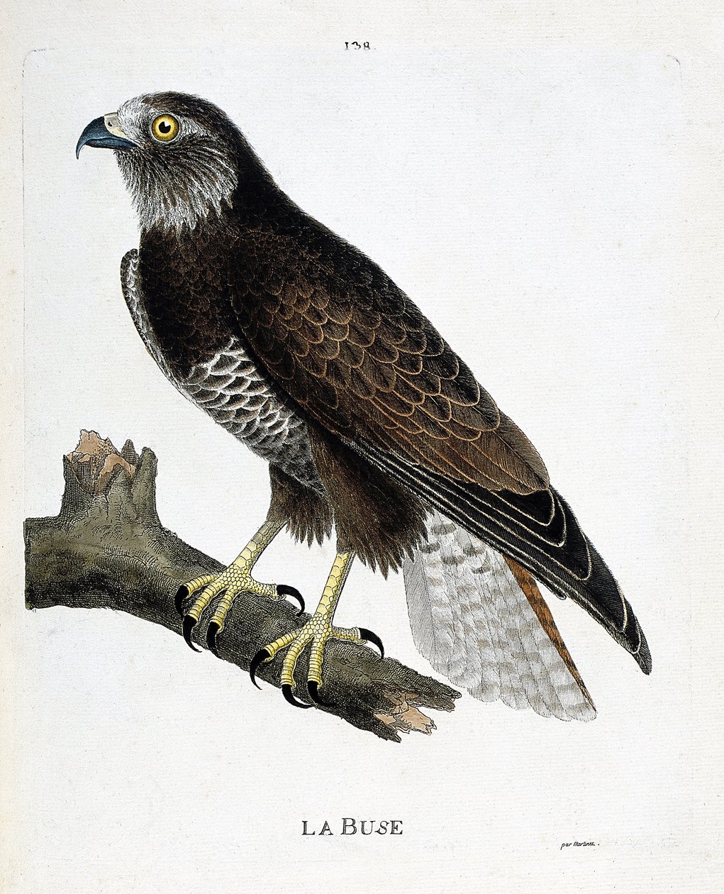 Zoologische Tafel (Ornithologie): Der Mäusebussard (Buteo buteo) auf einem Ast. Illustration in „Die Geschichte der Vögel, gemalt in ihren erscheinenden und empfindlichen Aspekten“ von Francois Nicolas Martinet (1731-1800). Private Sammlung. von Francois Nicolas Martinet