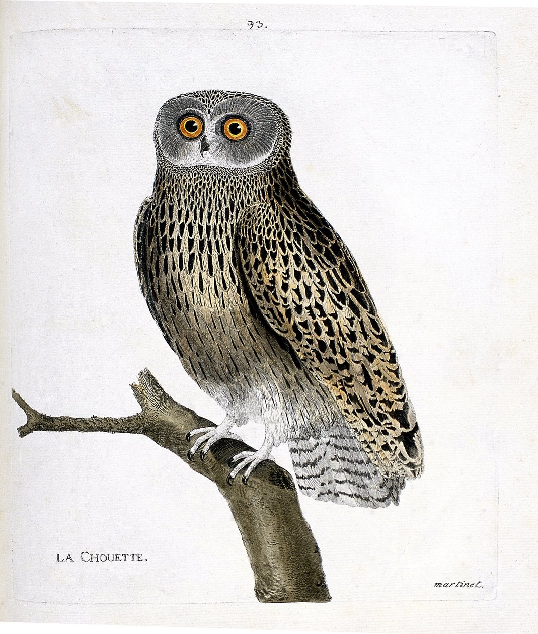 Zoologische Tafel (Ornithologie): Die Eule (Strix aluco) auf einem Ast. Illustration in „Die Geschichte der Vögel“ von Francois Nicolas Martinet (1731-1800). Private Sammlung. von Francois Nicolas Martinet