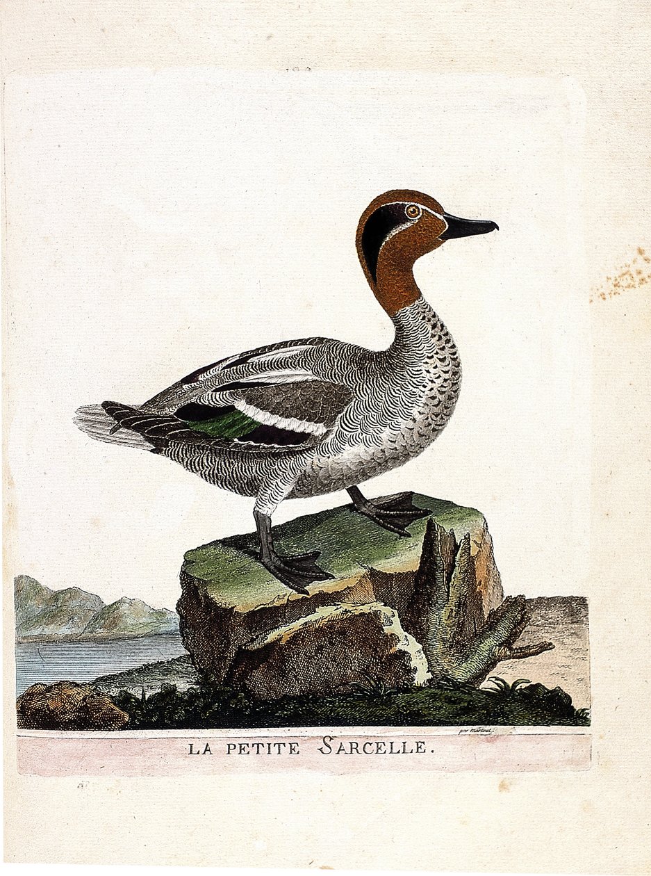 Zoologische Tafel (Ornithologie): Die Krickente (Anas crecca). Illustration in „Die Geschichte der Vögel“ von Francois Nicolas Martinet (1731-1800). Private Sammlung. von Francois Nicolas Martinet
