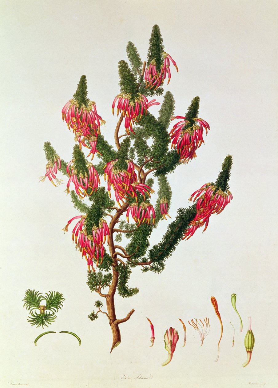 Heidekraut, Erica sebana, graviert von Mackenzie von Franz Andreas Bauer