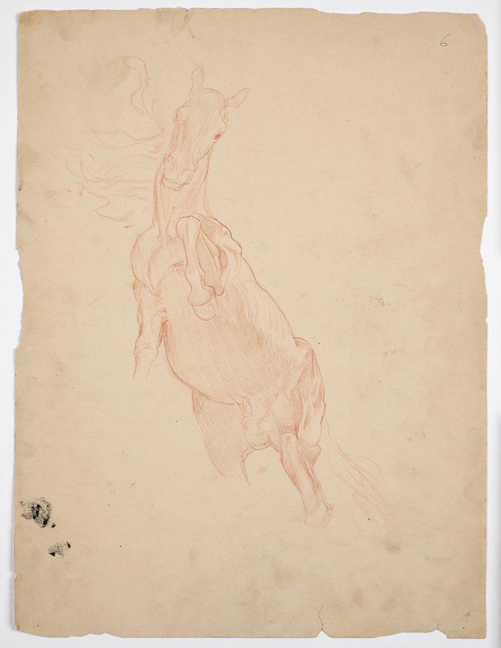Studien eines aufsteigenden Pferdes von Franz von Matsch