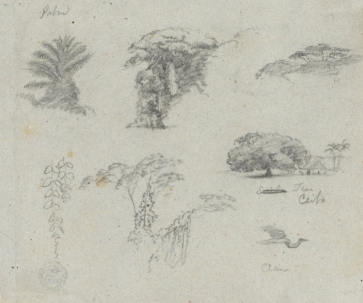 Skizzen aus Südamerika. Botanische Skizzen. Fliegender Kranich. von Frederic Edwin Church