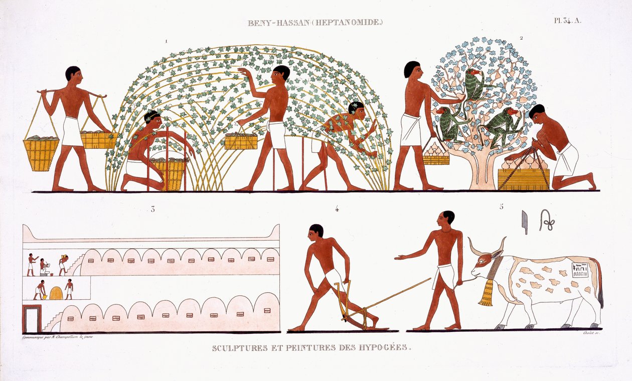 Obsternte, aus einem seltenen Bericht über Fresken aus Theben, aufgezeichnet 1819-1822 bei seinem zweiten Besuch in Ägypten von Frederic Cailliaud von Frederic (after) Cailliaud