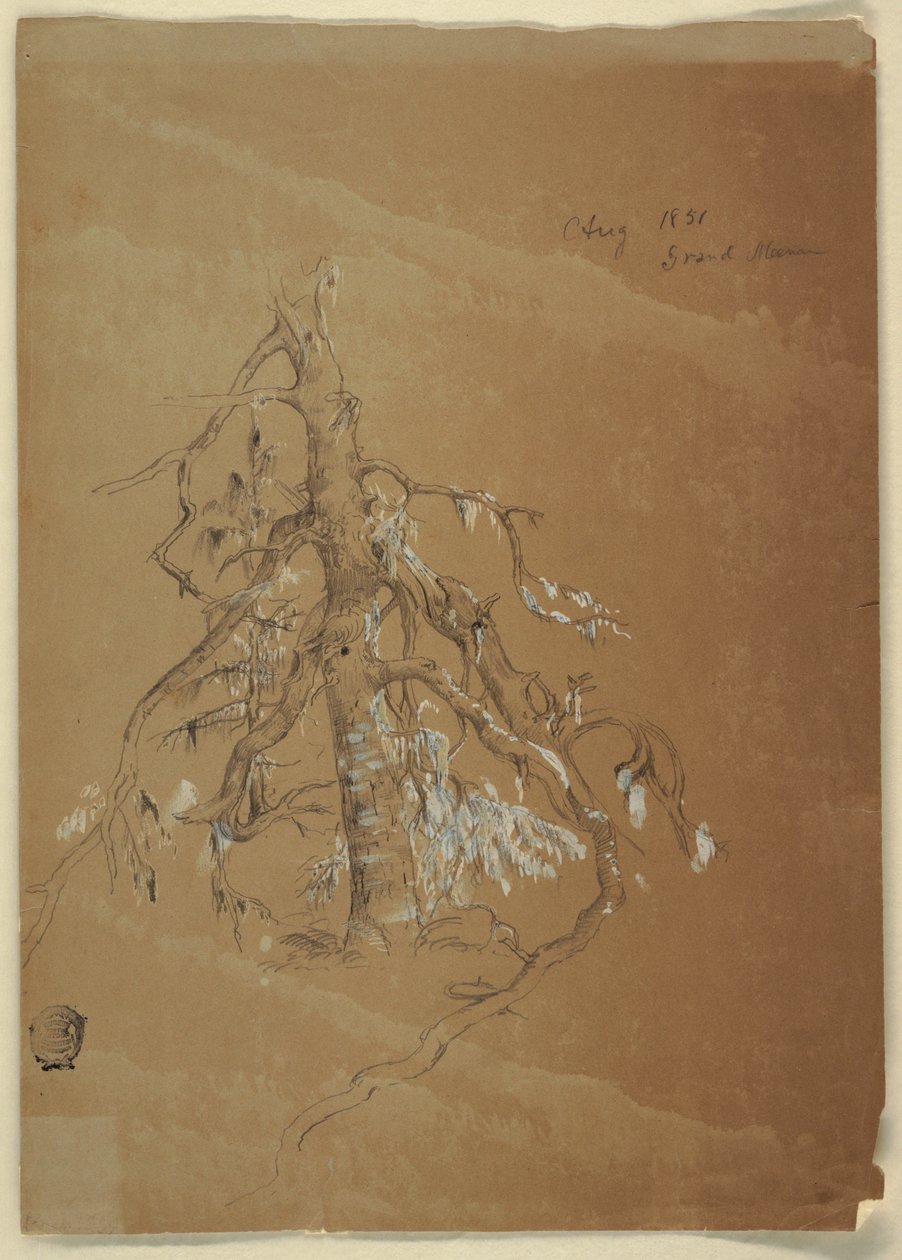 Zeichnung, Ein knorriger Immergrün, Grand Manan, Kanada, August 1851 von Frederic Edwin Church