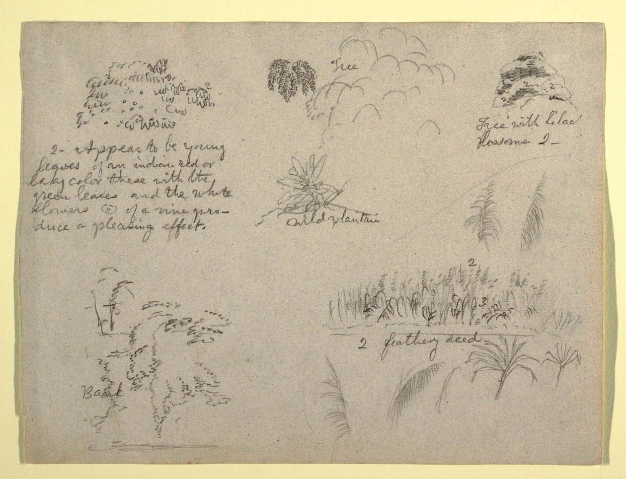 Botanische Skizzen, Kolumbien, 1853 von Frederic Edwin Church