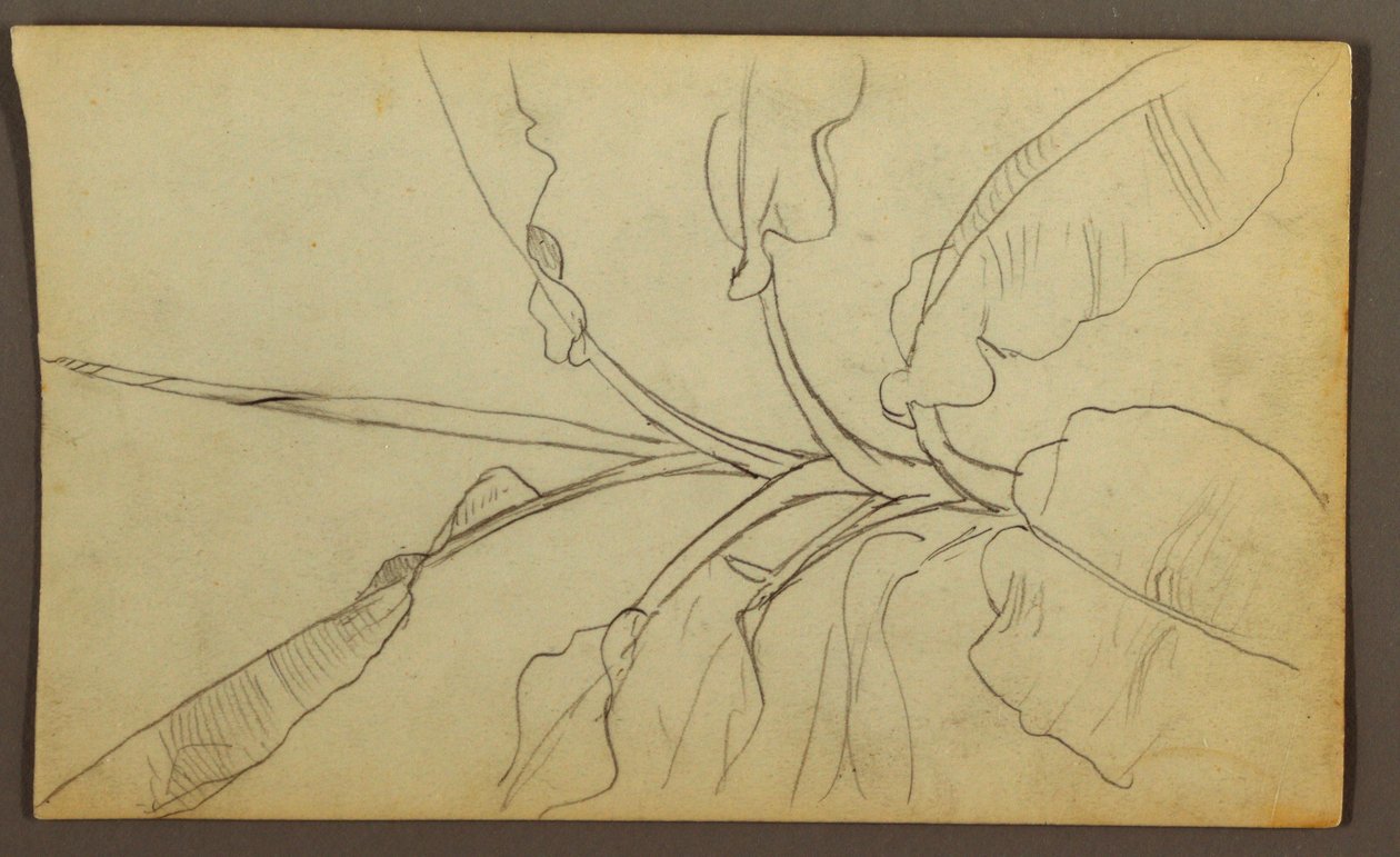 Botanische Skizzen, Ecuador oder Kolumbien; Rückseite: Botanische Skizzen, 1857 von Frederic Edwin Church