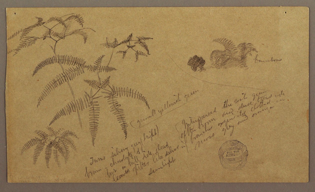 Zeichnung, Botanische Skizzen, Mai–August 1865 von Frederic Edwin Church