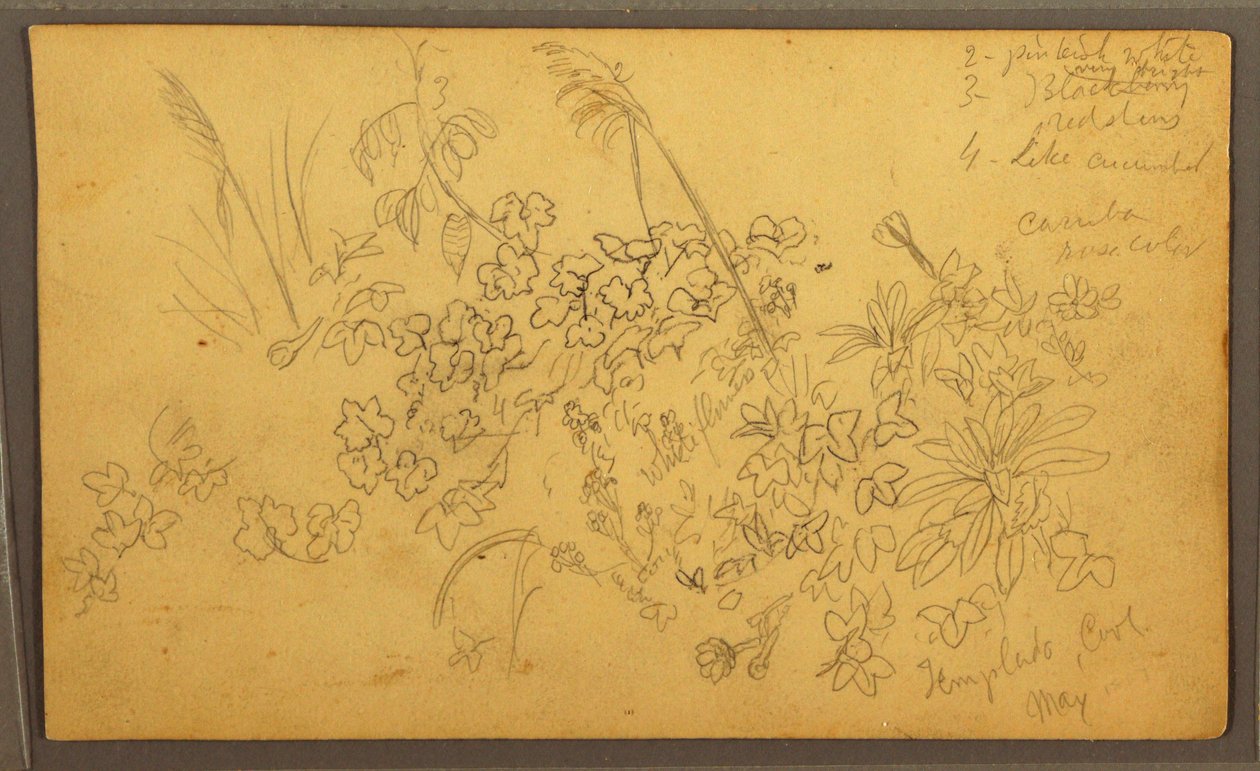 Zeichnung, Botanische Skizzen, Mai 1857 von Frederic Edwin Church