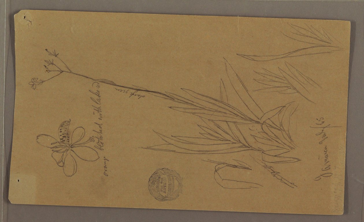 Botanische Skizzen mit Pflanzendetails, Jamaika, Juli 1865 von Frederic Edwin Church