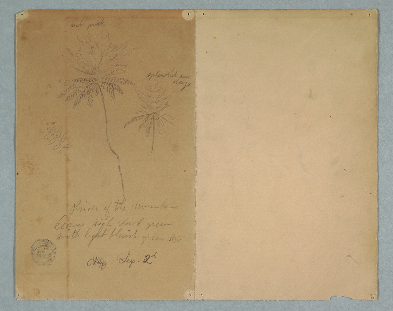 Zeichnung, Botanische Skizzen: ein Ast, ein Baum und eine Baumkrone, Südamerika, 2. September 1853 von Frederic Edwin Church