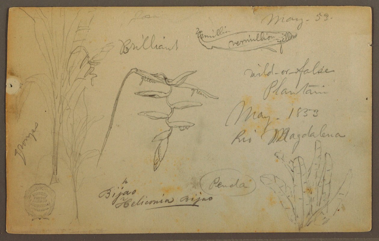Botanische Skizzen vom Rio Magdalena, Kolumbien, Mai 1853 von Frederic Edwin Church