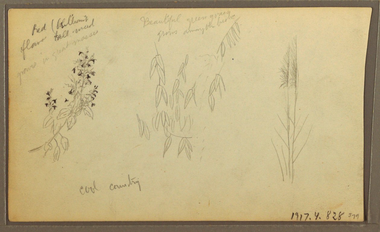 Botanische Skizzen, Haus; botanische Skizzen, 1857 von Frederic Edwin Church