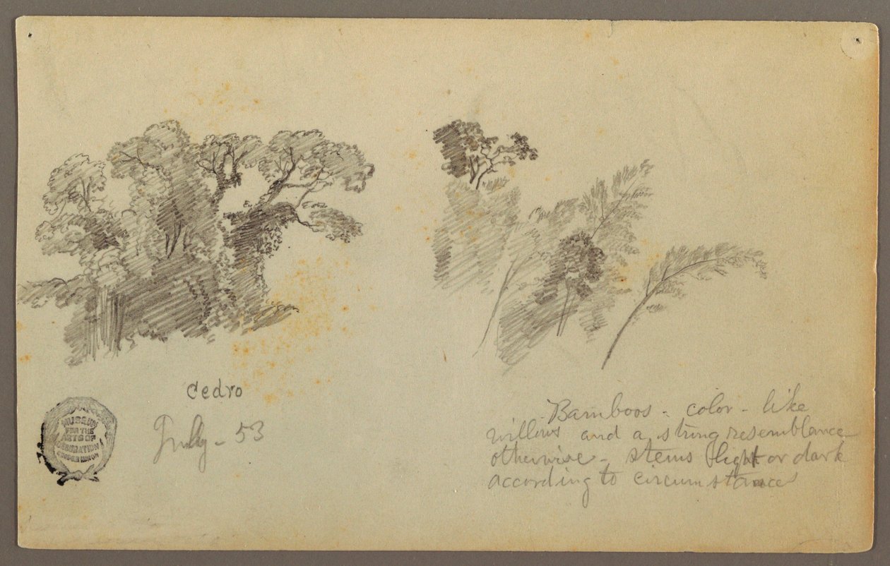 Zeichnung, Botanische Studien aus Kolumbien, Juli 1853 von Frederic Edwin Church