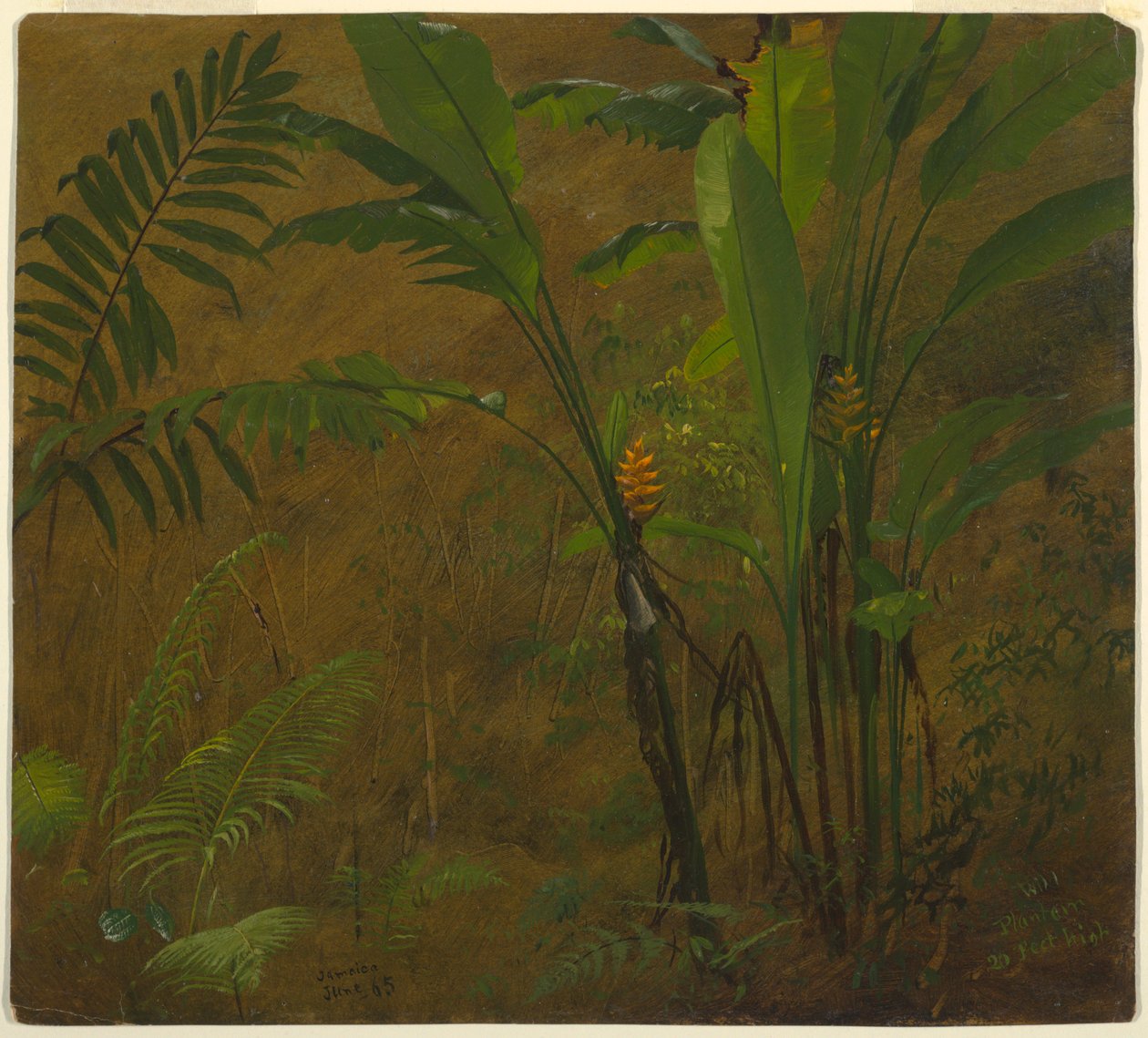Zeichnung, Botanische Studien aus Jamaika, Westindien, Juni 1887 von Frederic Edwin Church