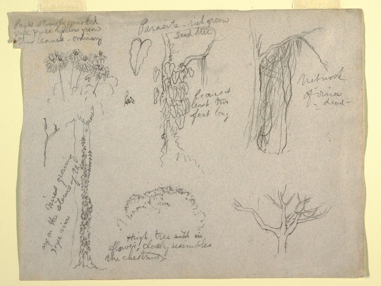 Zeichnung, Botanische Studien vom Rio Magdalena, Kolumbien: Parasit, Toter Baum, 1853 von Frederic Edwin Church