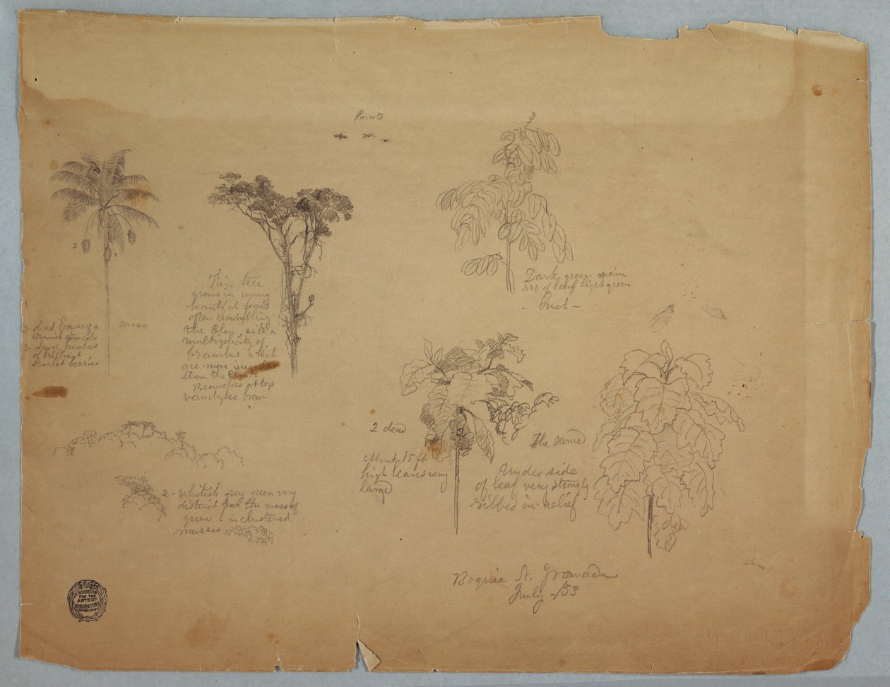 Zeichnung, Botanische Studien mit fliegenden Papageien, Boquia, Kolumbien, Juli 1853 von Frederic Edwin Church