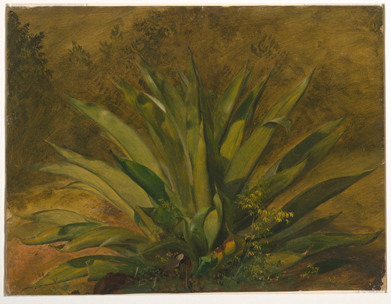 Zeichnung, Botanische Studie, 1865–66 von Frederic Edwin Church