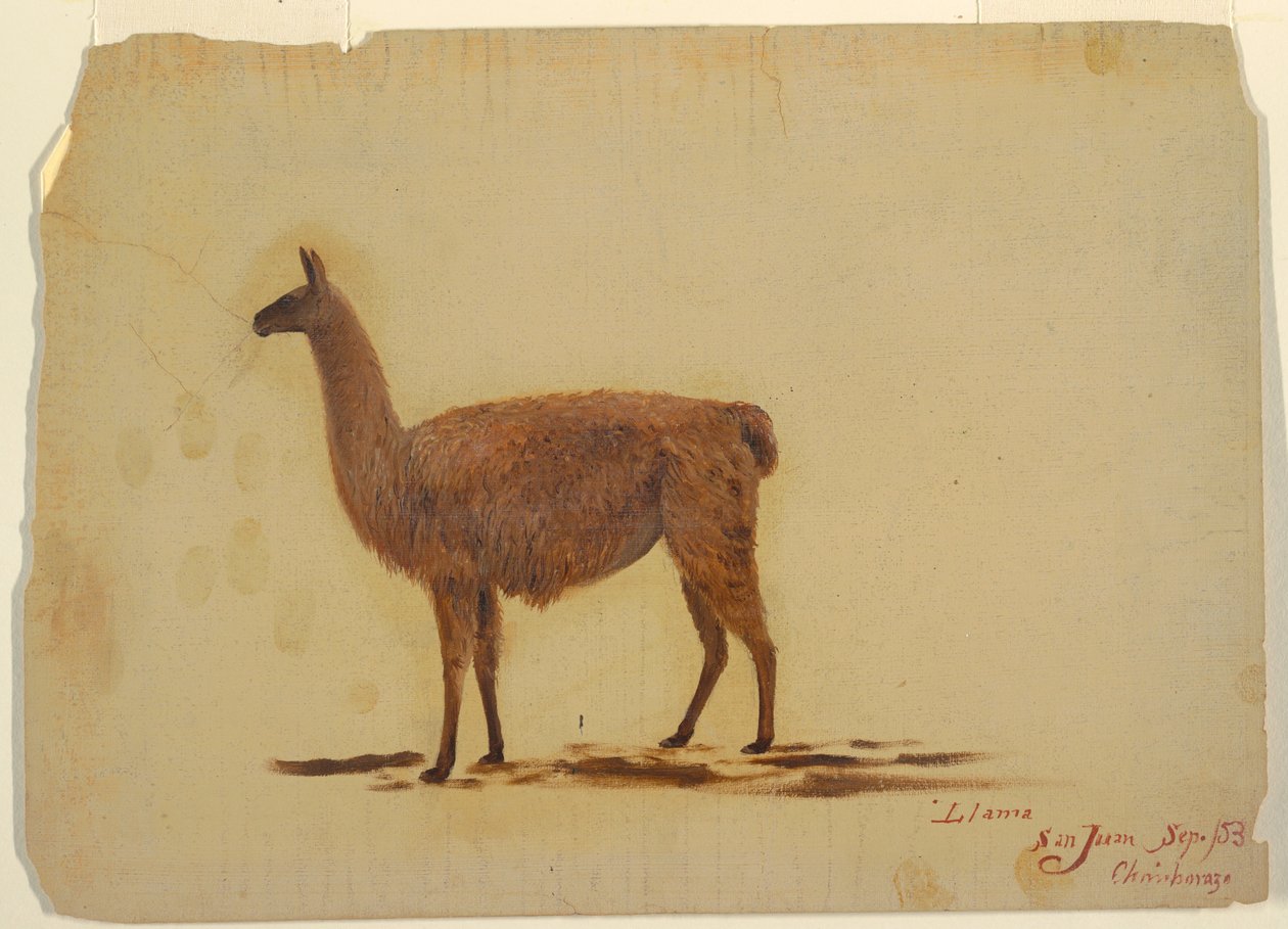 Ecuador, San Juan (Chimborazo), Lama, September 1853 von Frederic Edwin Church