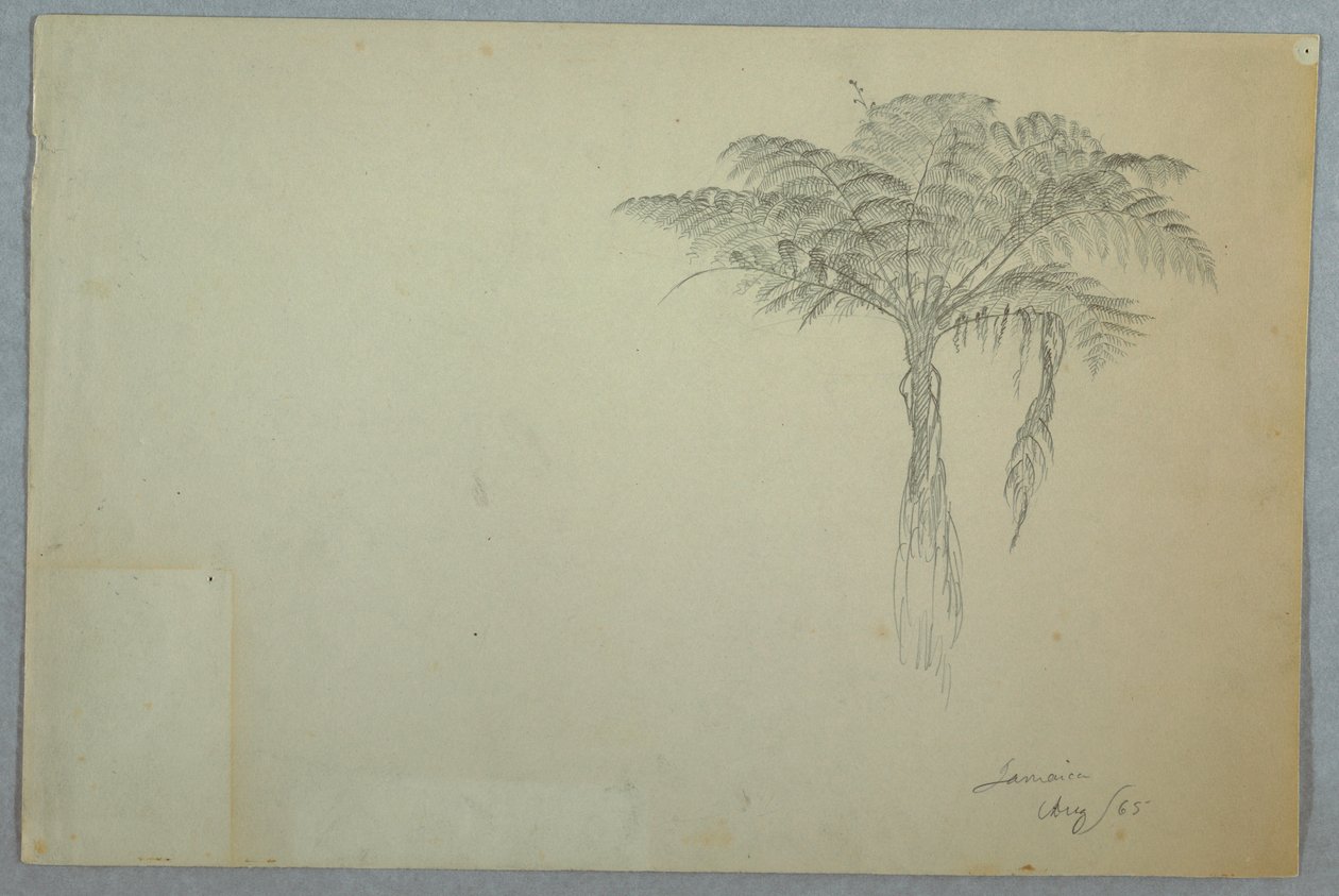 Zeichnung, Farnbaumstudie, Jamaika, August 1865 von Frederic Edwin Church