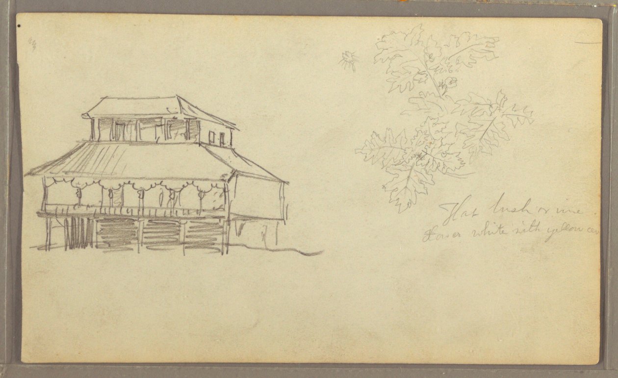 Haus, Botanische Skizze, Ecuador oder Kolumbien von Frederic Edwin Church