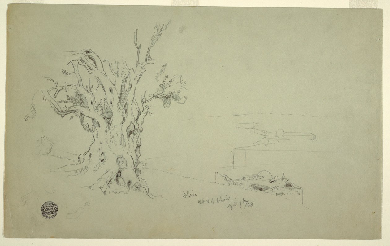 Zeichnung, Olivenbaum, Ölberg, April 1868 von Frederic Edwin Church