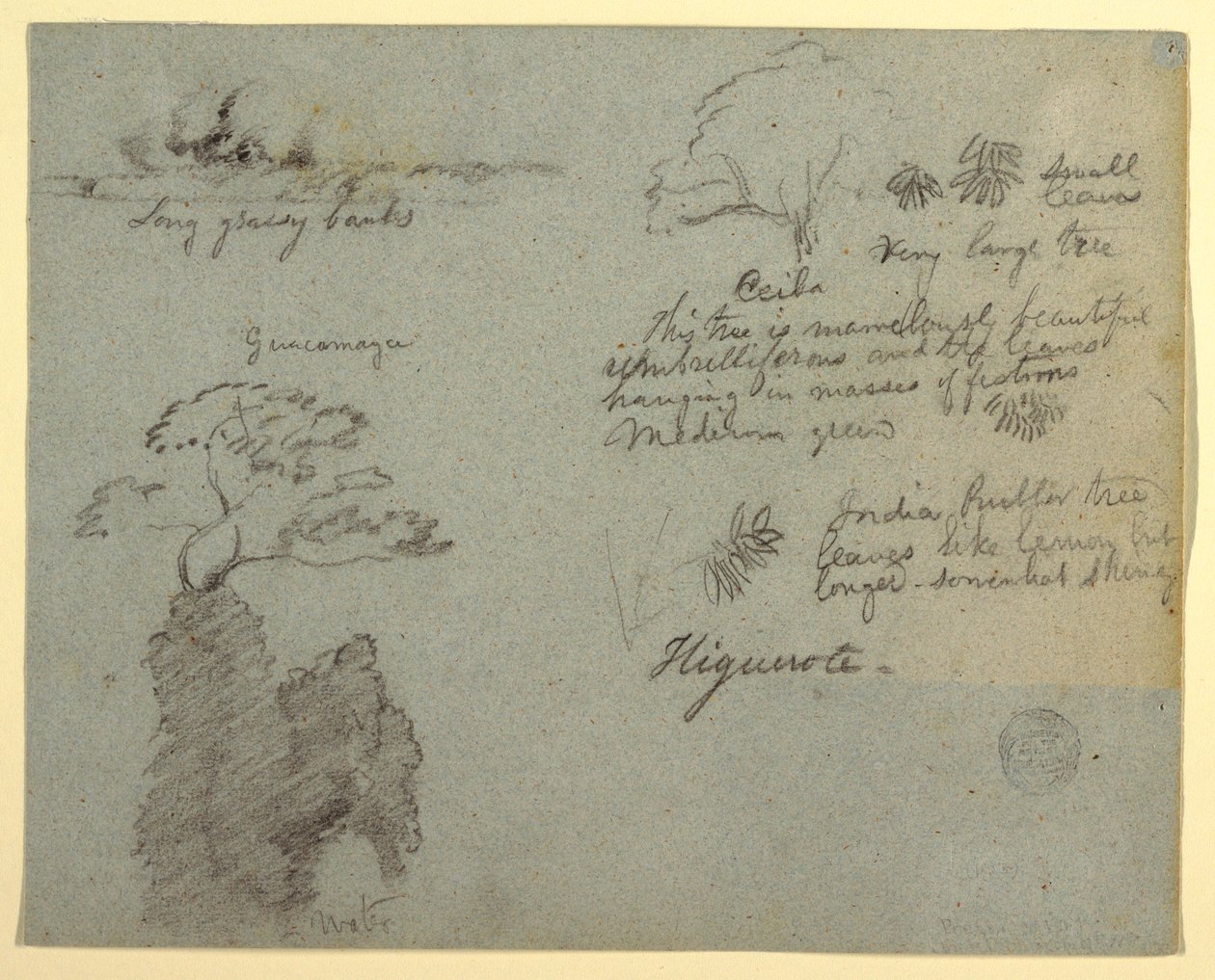 Flussufer und botanische Skizzen aus Higuerote, Ecuador, Mai 1853 von Frederic Edwin Church