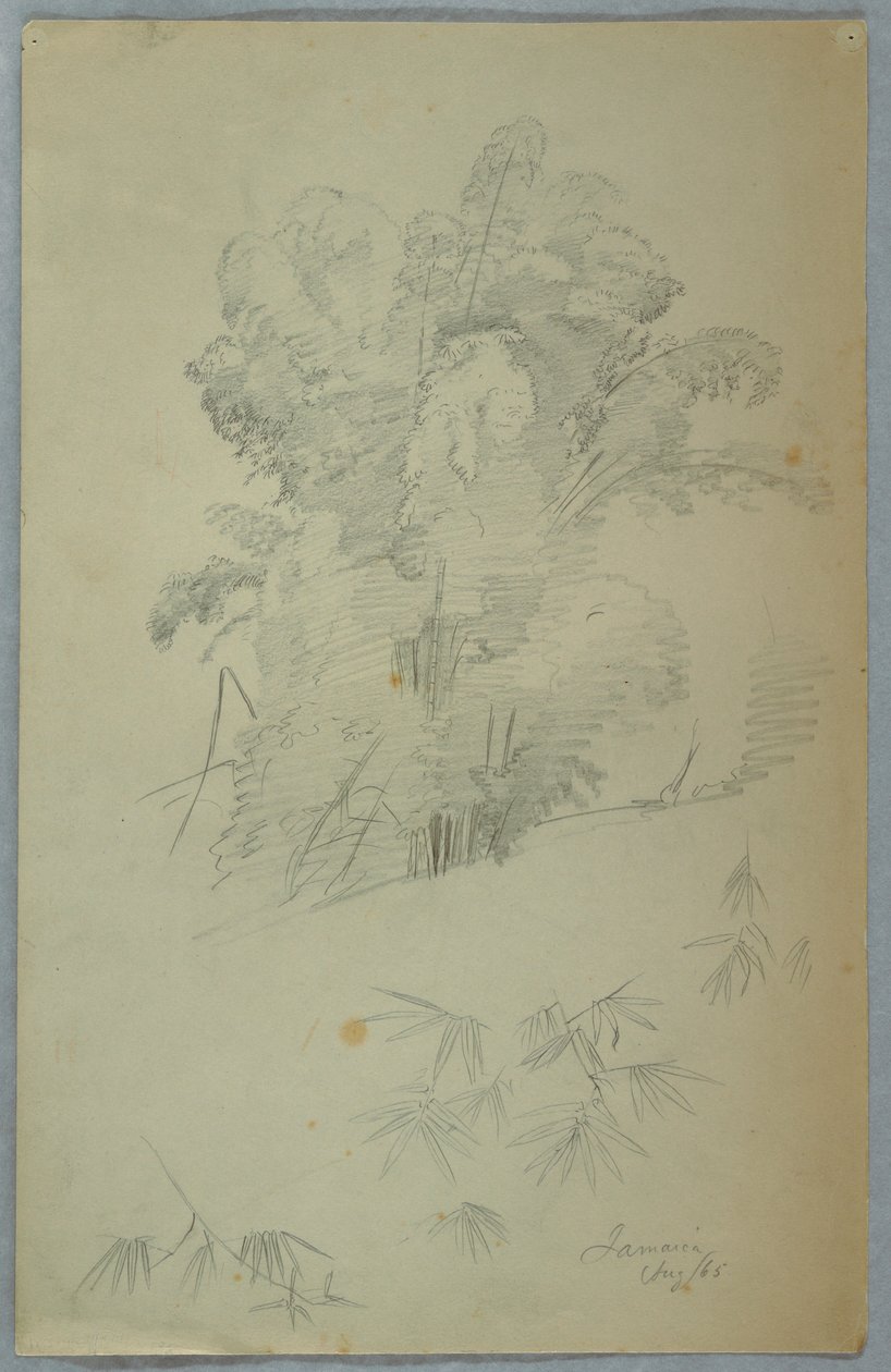 Studien von Bäumen und Ästen, Jamaika, August 1865 von Frederic Edwin Church